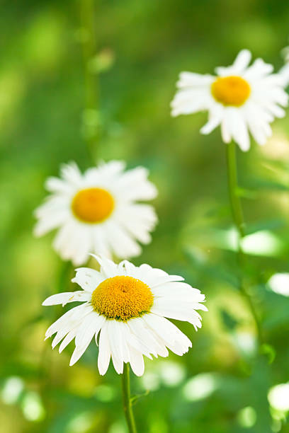 istock Ox-eye daisy flowers on green meadow 509394213