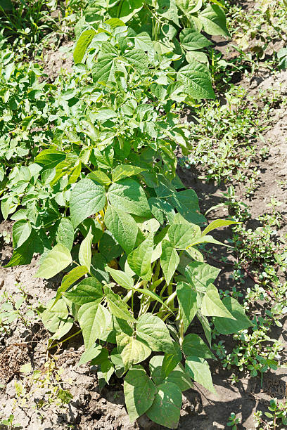 common bohnen bush im garten - flageolet bean stock-fotos und bilder