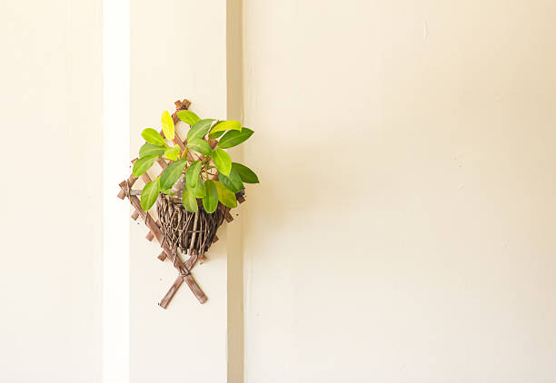 white wall and green plant in pot