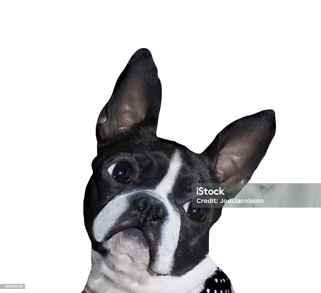 Boston Terrier zdjęcia - Zbiór zdjęć royalty-free (Boston terrier)