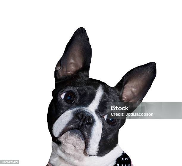 Boston Terrier Retrato - Fotografias de stock e mais imagens de Terrier Boston - Terrier Boston, Canino - Animal, Cão