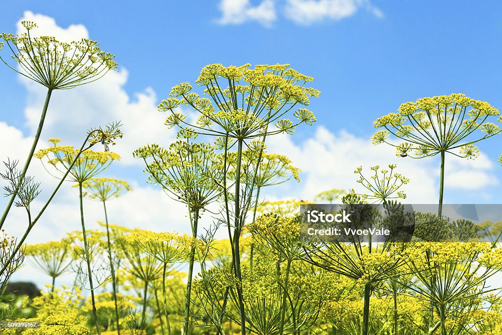 bottom view of blooming dill herbs in garden bottom view of blooming dill herbs in garden with blue sky background Agricultural Field Stock Photo