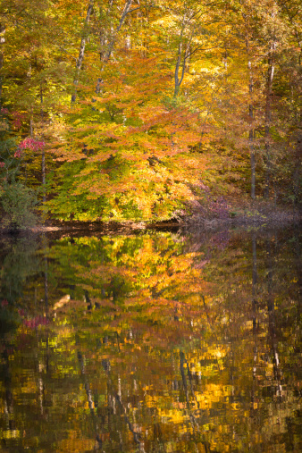Beautiful reflections of trees in fall colors in a lake.