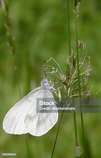 木製ホワイトleptidea Sinapis - モンシロチョウのストックフォトや画像を多数ご用意 - モンシロチョウ, 林, クローズアップ