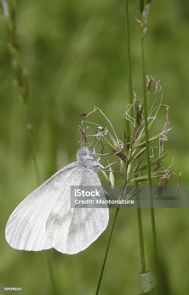 Madeira branco (Leptidea sinapis) - Foto de stock de Pieris rapae royalty-free