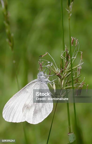 Foto de Madeira Branco e mais fotos de stock de Pieris rapae - Pieris rapae, Bosque - Floresta, Animal