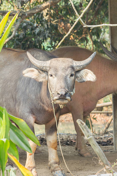 istock buffalo in thailand, plant foreground. 509395275