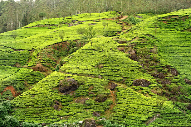 чайная плантация сельской местности - japanese tea garden стоковые фото и изображения