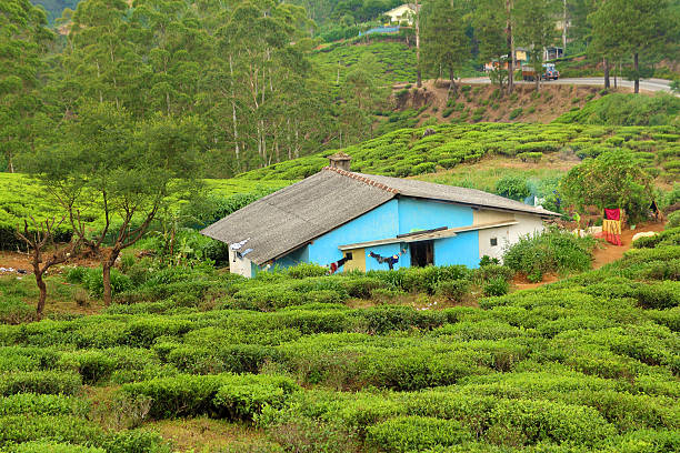 casa na plantação de chá - texas tea imagens e fotografias de stock