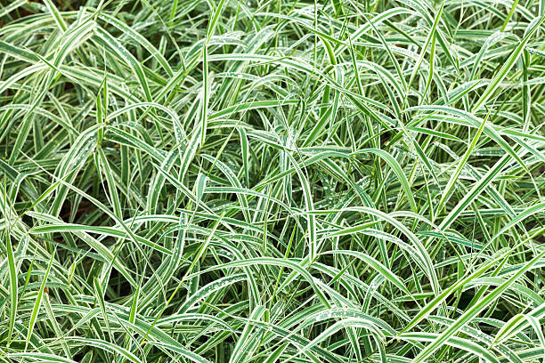 natural background from wet green blades of Carex natural background from wet green blades of Carex morrowii japonica decorative grass after rain sedge stock pictures, royalty-free photos & images