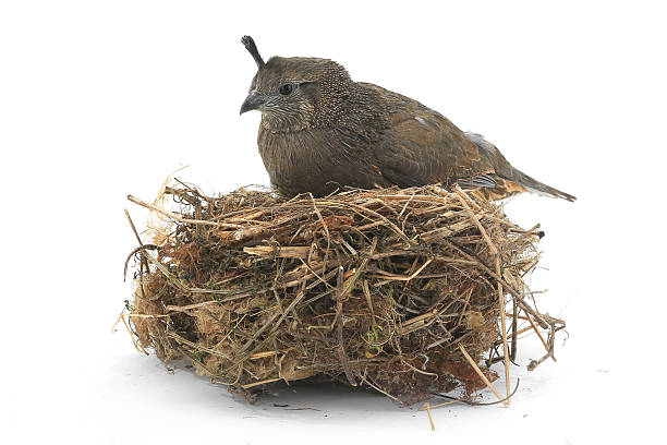 istock female California Quail 509406676