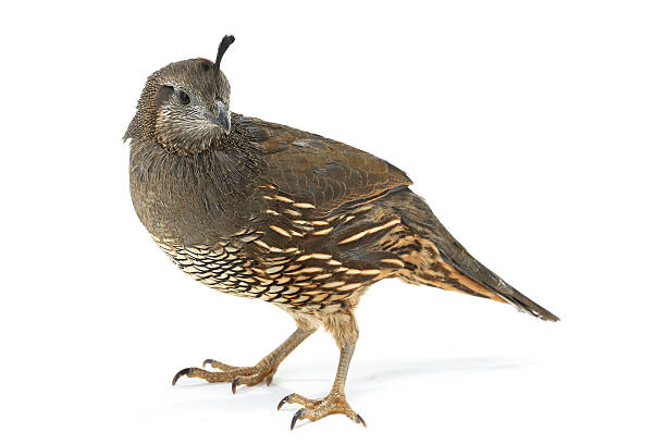 istock female California Quail 509406690