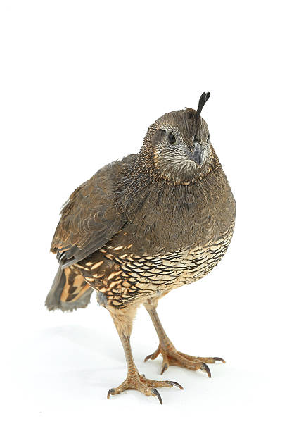 istock female California Quail 509406692