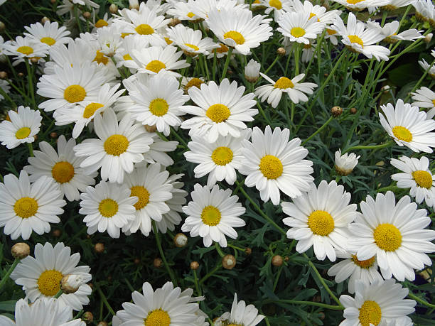 istock Image of white flowering Argyranthemum (Marguerite Daisy) potted in containers 509408744