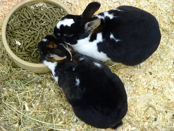 Photo showing two extremely cute rabbits in an indoor enclosure with woodshavings on the floor. These animals are eating a pelleted dry food specially designed to fulfill the dietary requirements of rabbits. However, all pet rabbits should have daily access to leafy greens and hay.