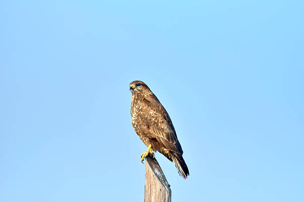 istock Buzzard, Buteo buteo, perched on a fence post 509410024