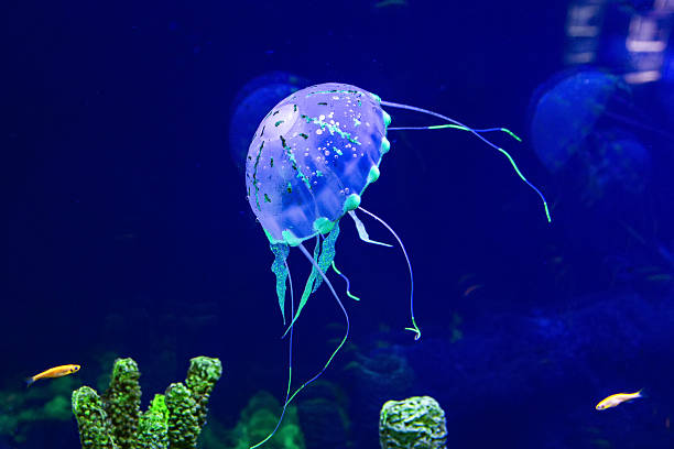 méduse avec les poissons - medusa photos et images de collection