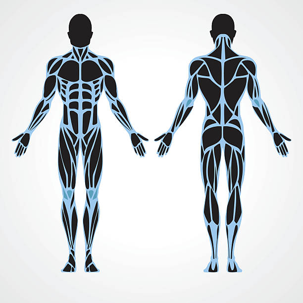 숫나사 피티니스 모델 - human muscle stock illustrations