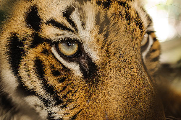 istock Fierce Bengal tiger eye looking 509412222
