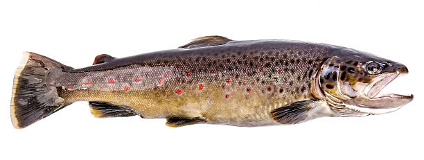 europäische forelle fisch - brown trout stock-fotos und bilder