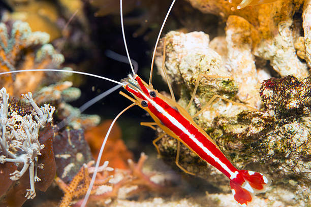 istock Cleaner Shrimp -Lysmata Amboinensis 509412822