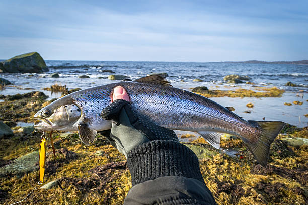 Silver sea trout in angler's hand