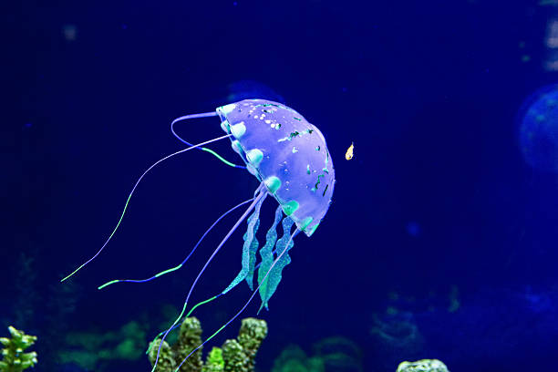 Beautiful jellyfish in the neon light with the fishes