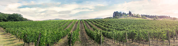 istock Vinyard in Tuscany 509416862