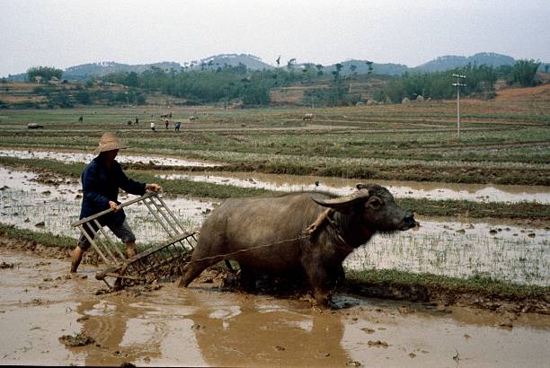 arroz agricultor con agua de de búfalo, vietnam - reisbauer fotografías e imágenes de stock