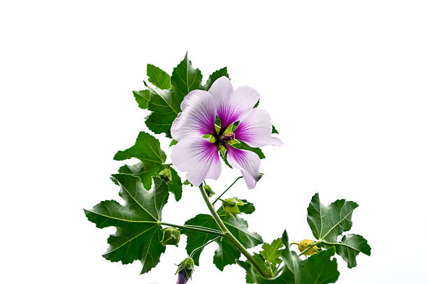 Pink and white Althaea isolated on white background