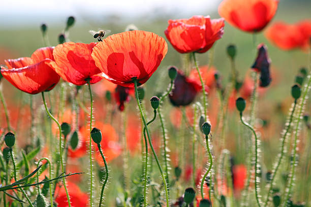 istock bee and poppies flower spring season 509417224
