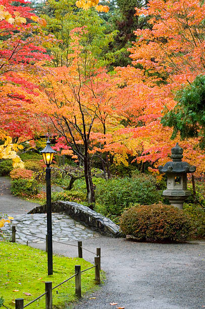 istock Bridge through the Japanese gardens 509417561