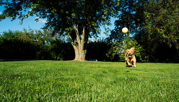 A 4 year old Golden Retriever playing fetch with a ball in the back yard grass. \
