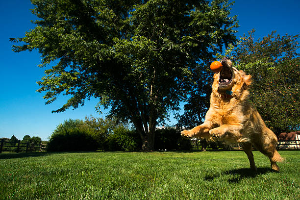 istock Golden Retriever playing Fetch 509417657
