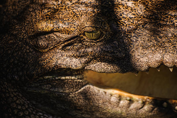 istock The crocodile  in Thailand close up 509418206