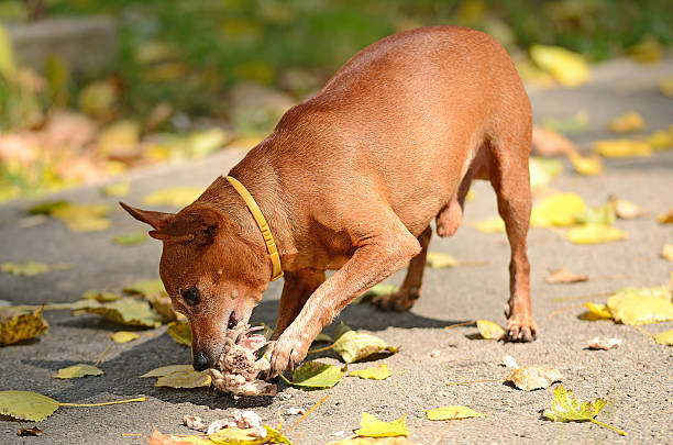 istock Miniature Pinscher eat in the park 509418465