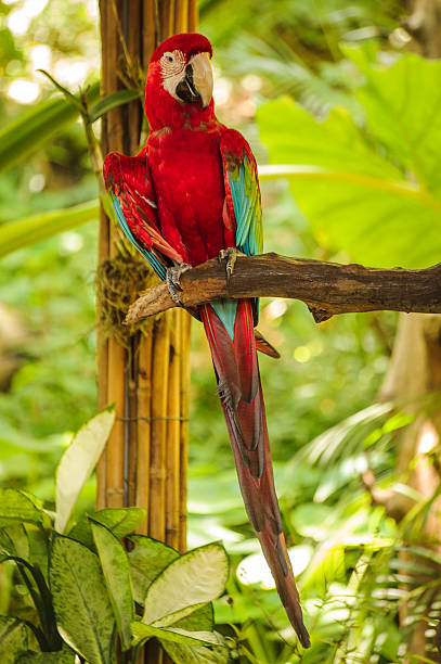 istock scarlet macaw red parrot  sitting on branch 509418798