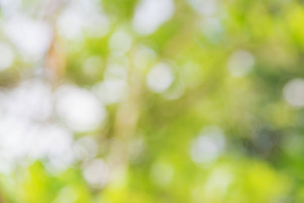istock Abstrac bokeh blurs from natural tree 509418836