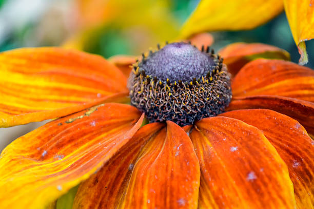Autumn Colors Rudbeckia close up - Coneflower - Orange Black Eyed Susan