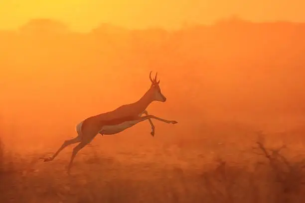 A Springbok antelope runs and jumps into a golden sunset light, as seen in the wilds of Namibia, southwestern Africa. 