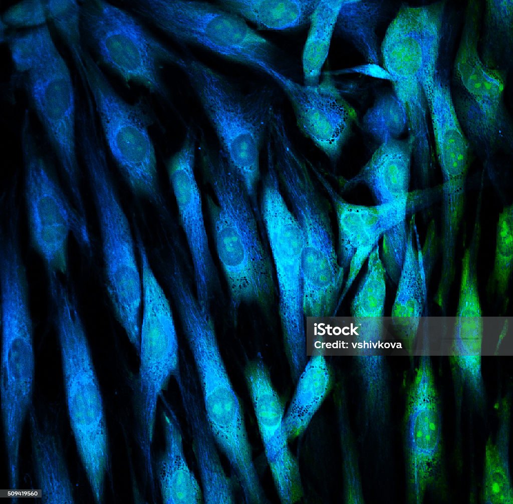 Fibroblasti al microscopio - Foto stock royalty-free di Fibroblasto - Cellula umana