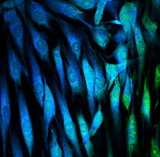 Fibroblasts under the microscope Fibroblasts (skin cells) labeled with fluorescent dyes magnification high scale magnification scientific micrograph cell stock pictures, royalty-free photos & images