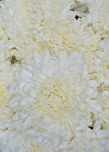 istock Close view of white flower 509419833