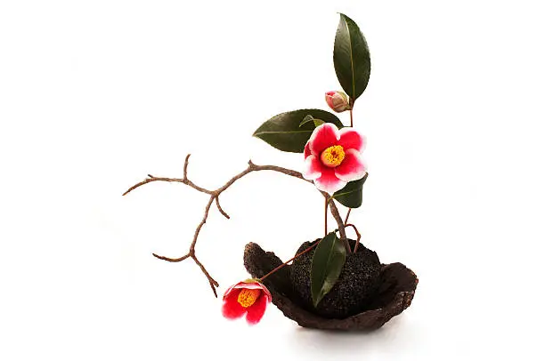 ikebana with camellia flowers isolated on a white background