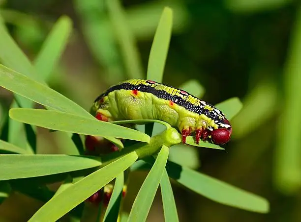 Large worm eating green leaves of euphorbia wild plant, hyles euphorbiae