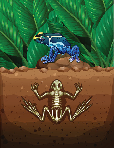 Frog on the ground and fosil underground illustration