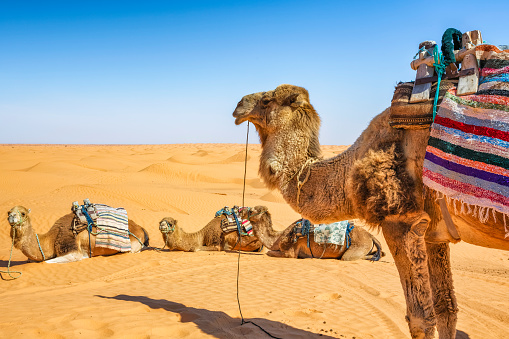 Camels resting on sand dunes in the desert, Merzouga, Erg Chebbi sand dunes region, Sahara, Morocco.