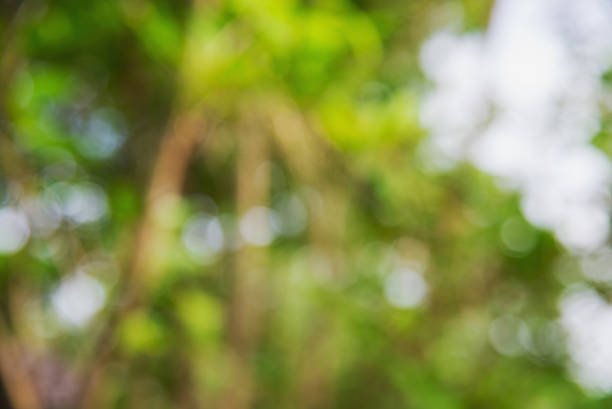 istock Abstrac bokeh blurs from natural tree 509420900