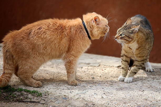 sans-abri contre les chats - sweet tooth in a row photos et images de collection