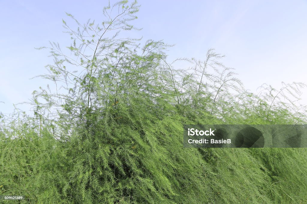 Spargel Pflanze im Sommer - Lizenzfrei Eigen-Anbau Stock-Foto